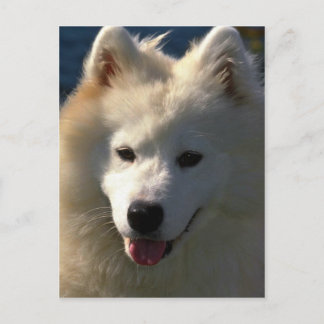 samoyed postkarte