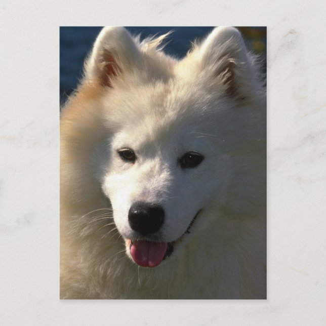 samoyed postkarte (Vorderseite)
