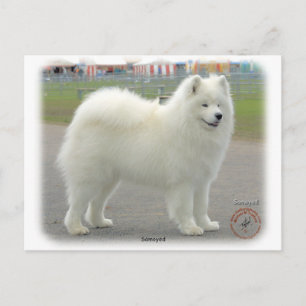 samoyed postkarte