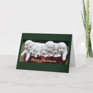 Samoyed Puppies (4 Weeks old) Christmas Feiertagskarte