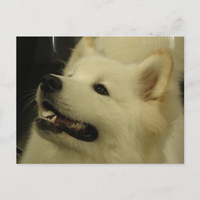 Samoyed Puppy Postcard Postkarte (Vorderseite)