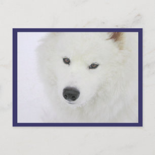 Samoyed - PVSC - Schnee Postkarte