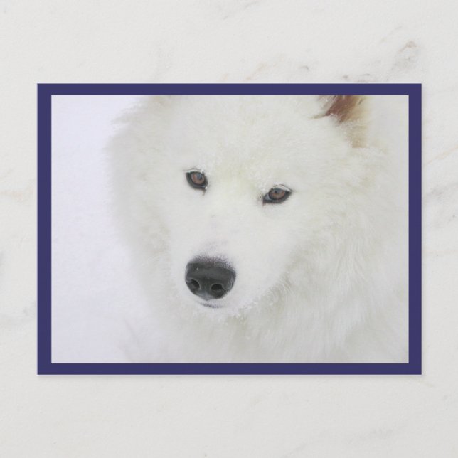 Samoyed - PVSC - Schnee Postkarte (Vorderseite)