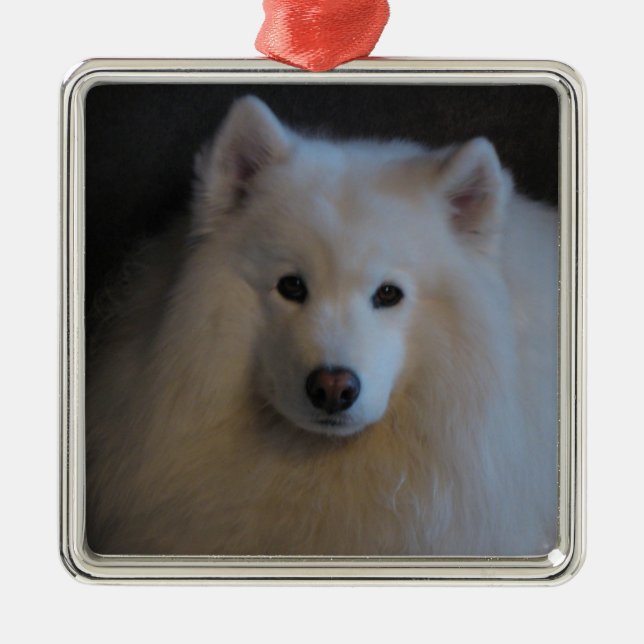 Samoyed Silbernes Ornament (Vorne)