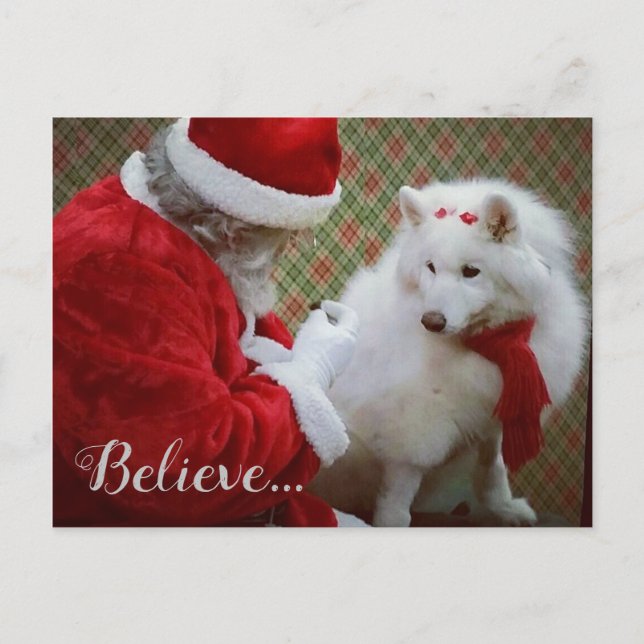 Samoyed und Weihnachts-Postkarte Ankündigungspostkarte (Vorderseite)