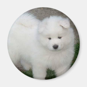 Samoyedwelpe Magnet