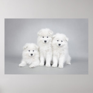 Samoyedwelpenplakat Poster
