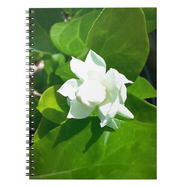 Sampaguita Jasmin-Blume Notizblock (Vorderseite)