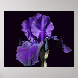 Samtige lila Bartiris-Blumenkunst Poster