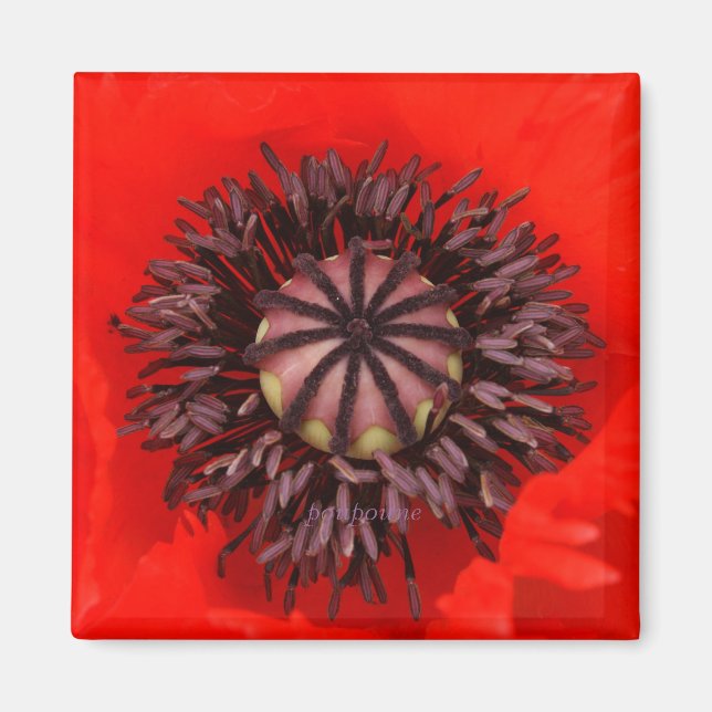 Samtkern Magnet (Vorne)