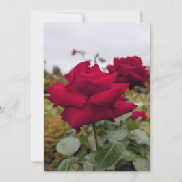 Samtrote Rose Einladung