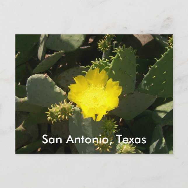San Antonio, Texas Postkarte (Vorderseite)