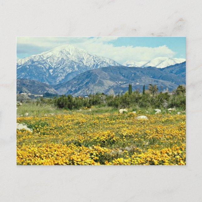San Bernardino Berge, Schnee, Blume Blume Postkarte (Vorderseite)