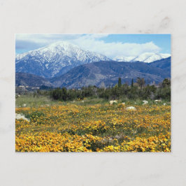 San Bernardino Berge, Schnee, Blume Postkarte
