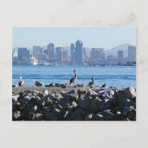 San Diego Pelicans Birds City Skyline Water Postkarte