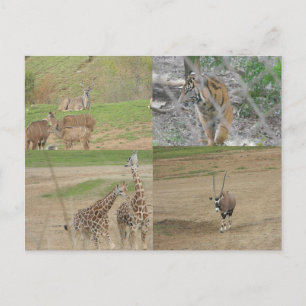 San Diego Safari Postkarte