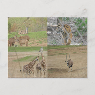 San Diego Safari Postkarte