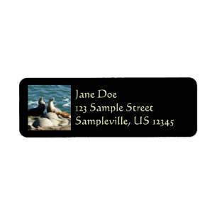 San Diego Sea Lions