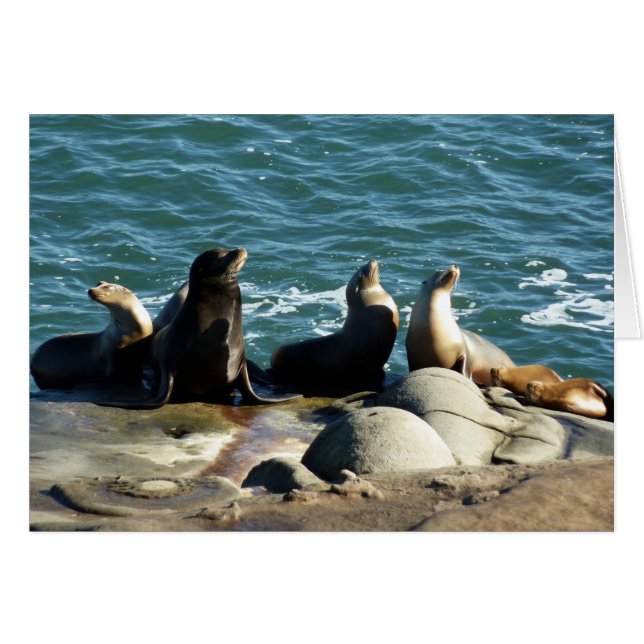 San Diego Sea Lions (Vorderseite (Horizontal))