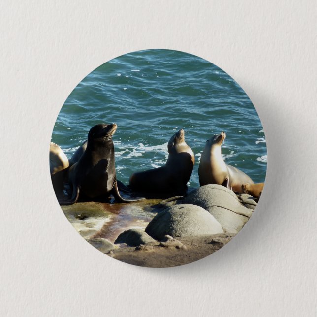 San Diego Sea Lions Button (Vorderseite)