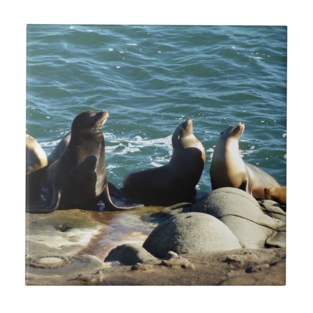 San Diego Sea Lions Fliese (Vorderseite)