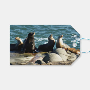 San Diego Sea Lions Geschenkanhänger