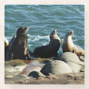 San Diego Sea Lions Glasuntersetzer