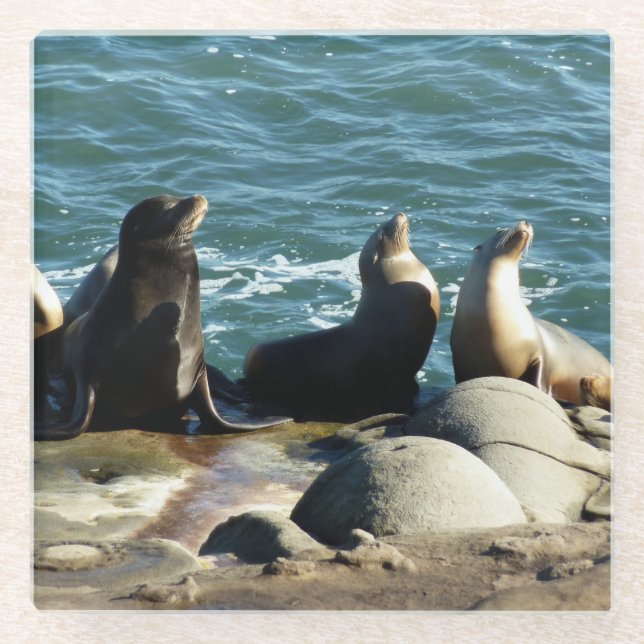San Diego Sea Lions Glasuntersetzer (Vorderseite)