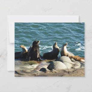 San Diego Sea Lions Karte