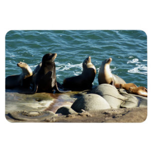 San Diego Sea Lions Magnet