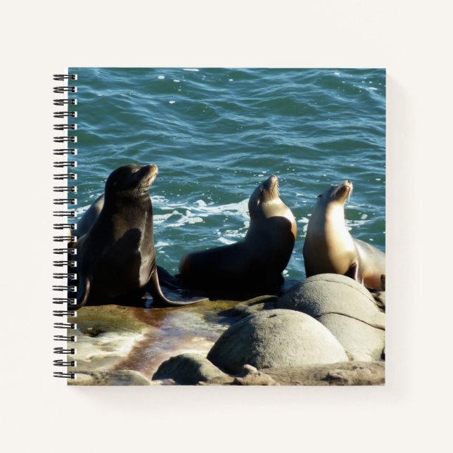 San Diego Sea Lions Notizbuch (Vorderseite)