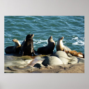 San Diego Sea Lions Poster