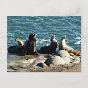 San Diego Sea Lions Postkarte