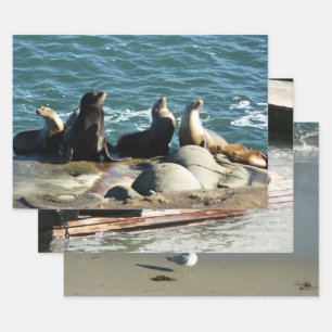 San Diego Seelöwen Geschenkpapier Set