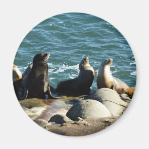 San Diego Seelöwen Magnet