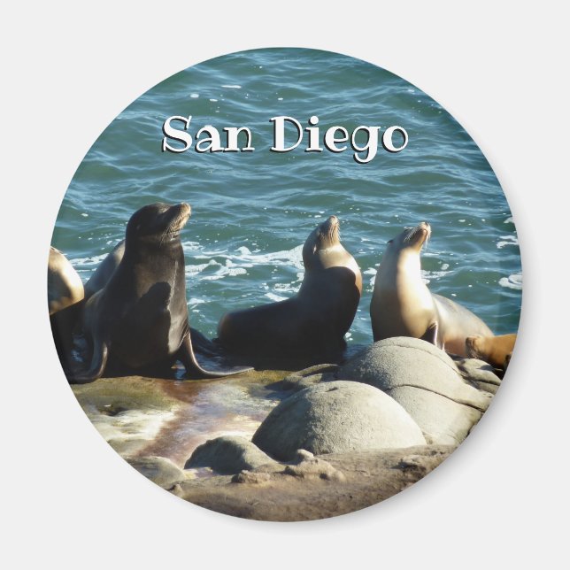 San Diego Seelöwen Magnet (Vorne)