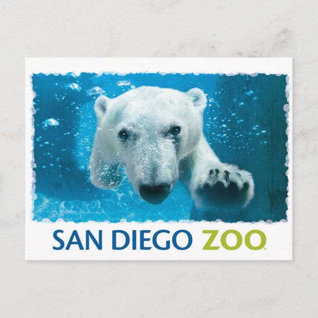 San Diego Zoo Polar Bear Postkarte (Vorderseite)