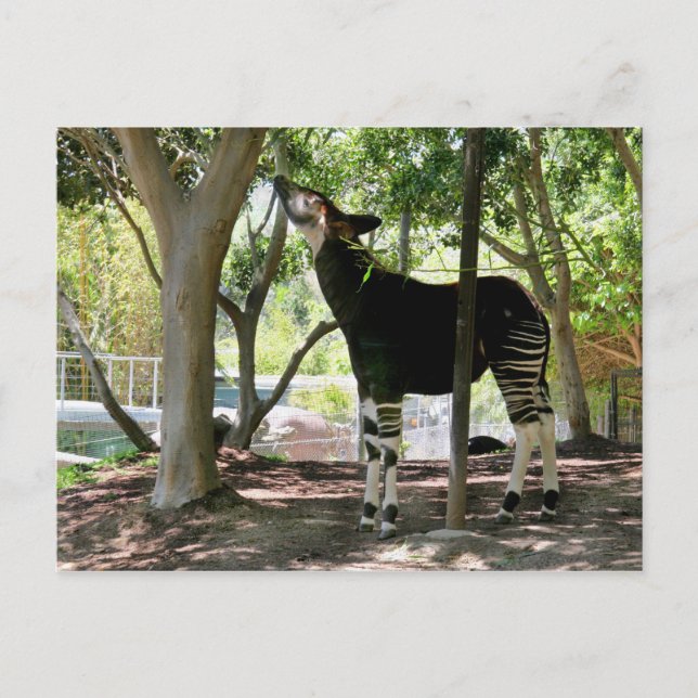 San Diego Zoo Postkarte (Vorderseite)