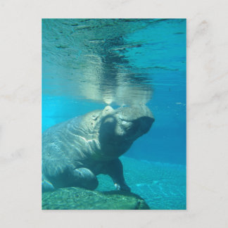 San Diego Zoo Postkarte