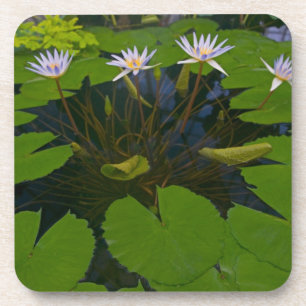 San Francisco Californias Golden Gate Park und Untersetzer