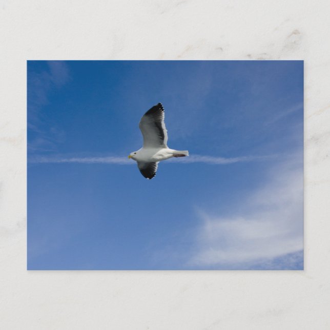 San Francisco Gull Postkarte (Vorderseite)