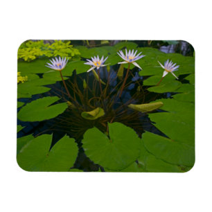 San Francisco Kaliforniens Golden Gate Park und Magnet
