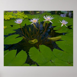 San Francisco Kaliforniens Golden Gate Park und Poster