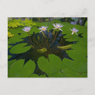 San Francisco Kaliforniens Golden Gate Park und Postkarte