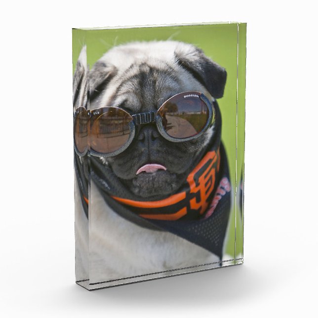 San Francisco Mops Fotoblock (Links)