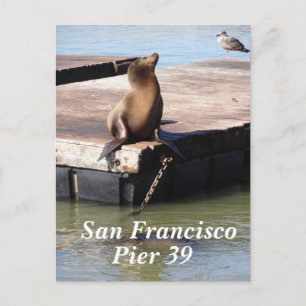 San Francisco Pier 39 Sea Lion Postcard Postkarte