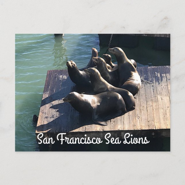 San Francisco Pier 39 Sea Lions #2 Postkarte (Vorderseite)