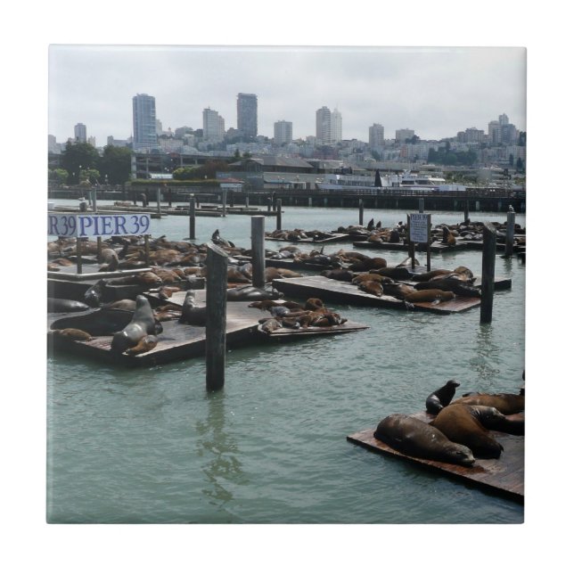 San Francisco und Pier 39 Sea Lions City Skyline Fliese (Vorderseite)