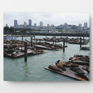 San Francisco und Pier 39 Sea Lions City Skyline Fotoplatte