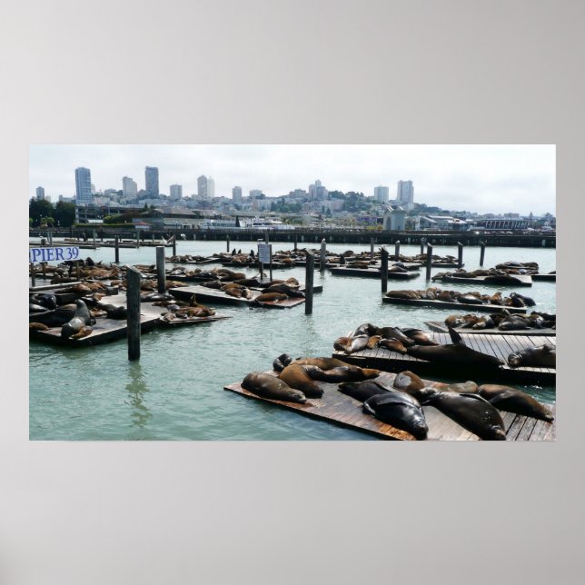 San Francisco und Pier 39 Sea Lions City Skyline Poster (Vorne)